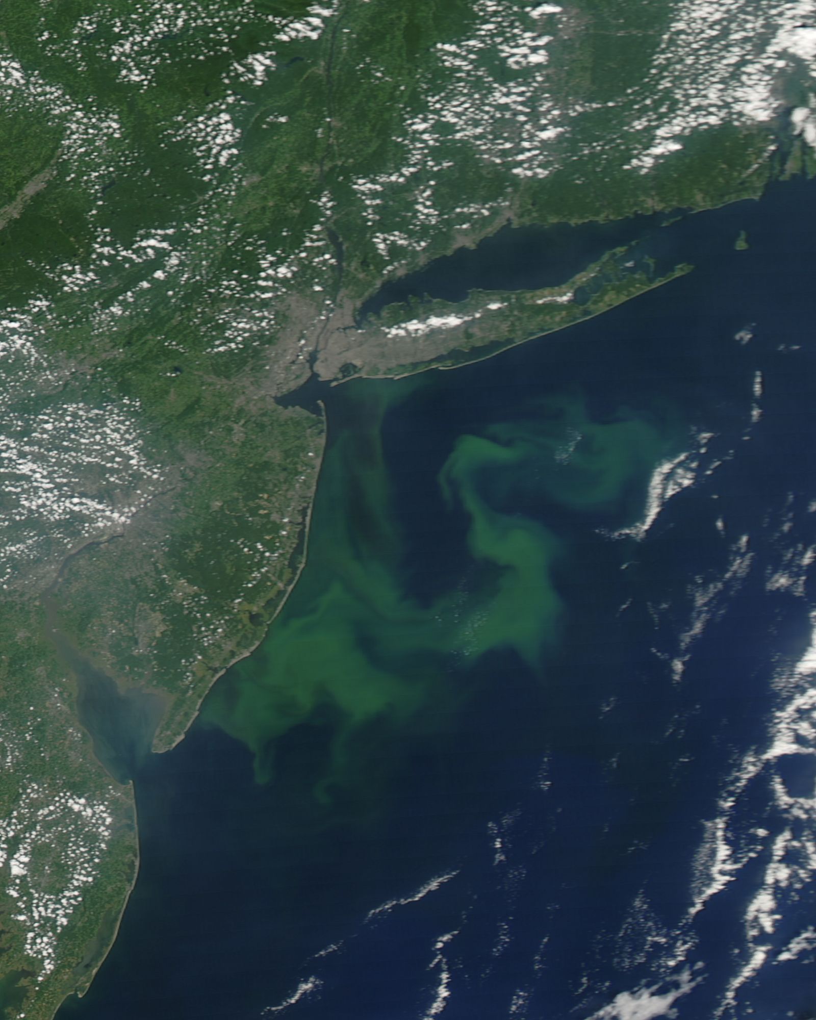 Phytoplankton bloom off New York and New Jersey - related image preview