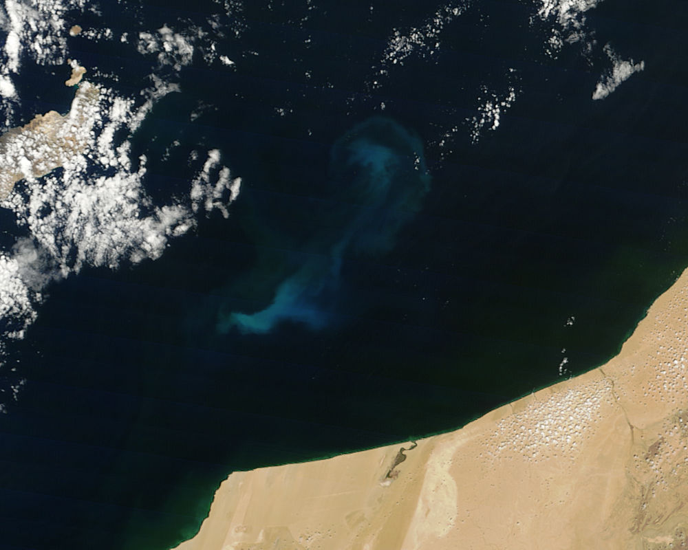 Phytoplankton bloom off the coast of Morocco - related image preview