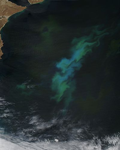 Phytoplankton bloom off Argentina - related image preview