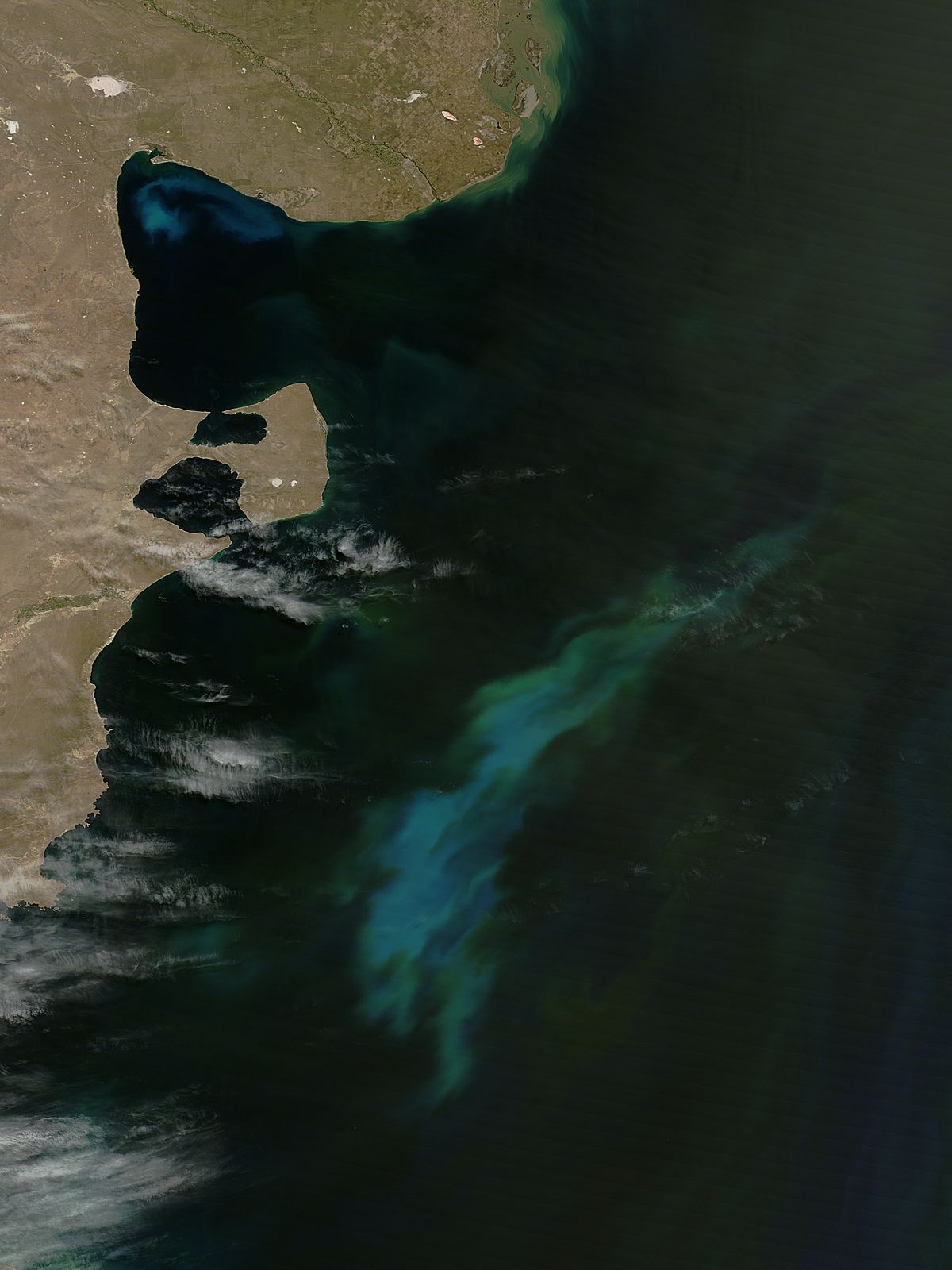 Phytoplankton blooms off Argentina - related image preview
