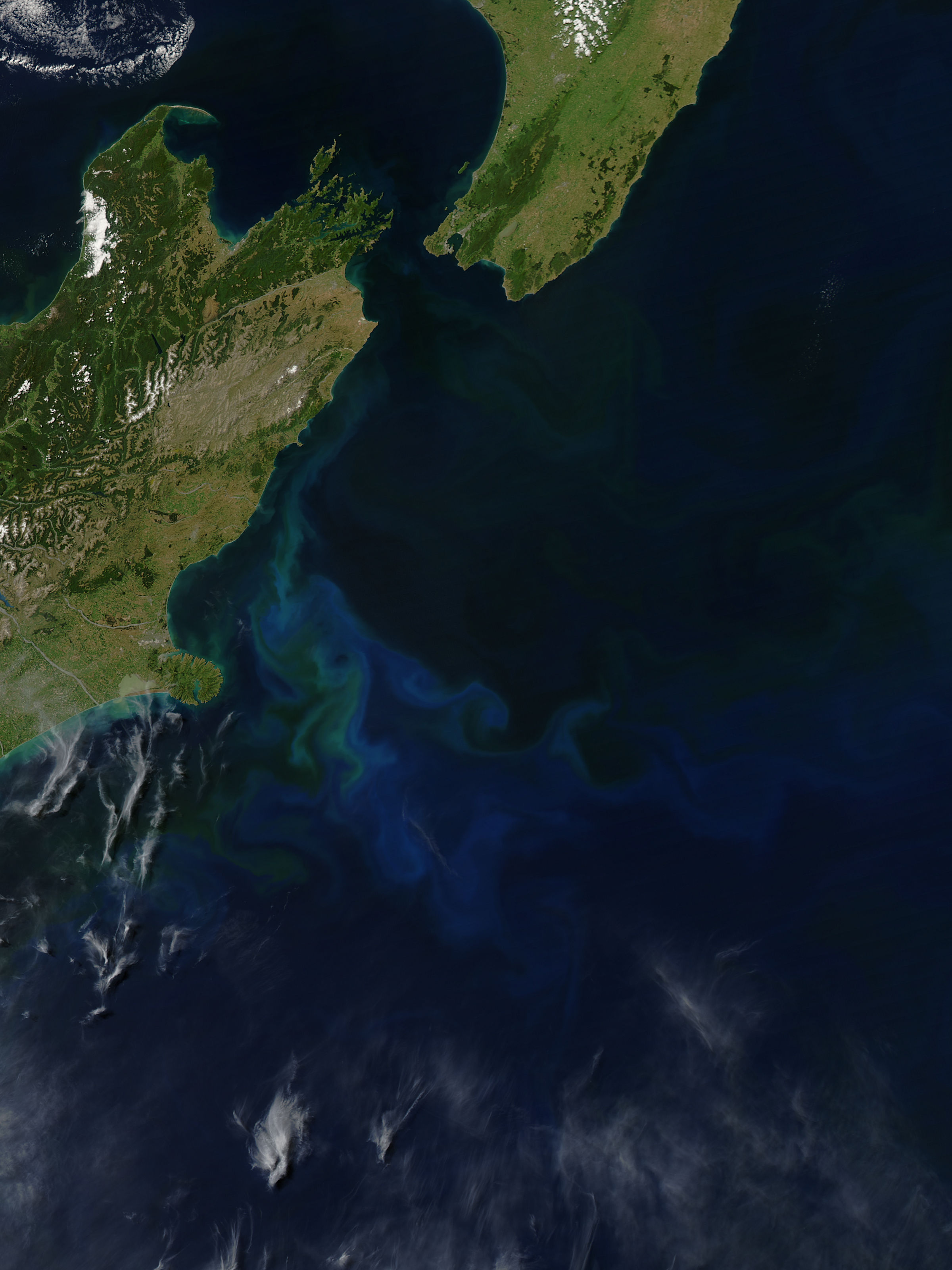 Phytoplankton bloom off New Zealand - related image preview