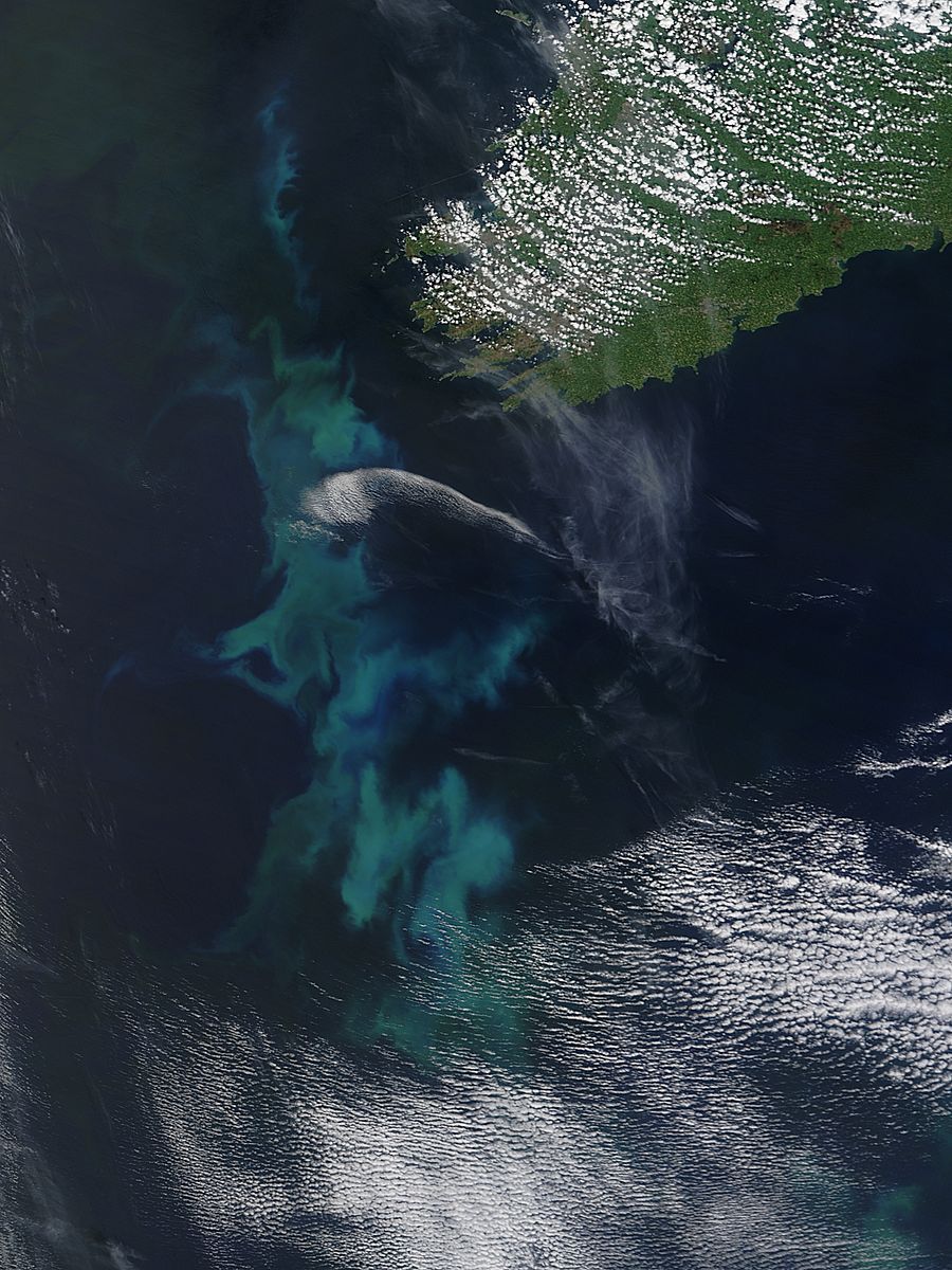 Phytoplankton bloom off Ireland - related image preview