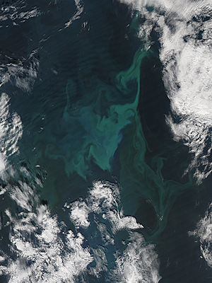 Phytoplankton bloom in the Norwegian Sea - related image preview