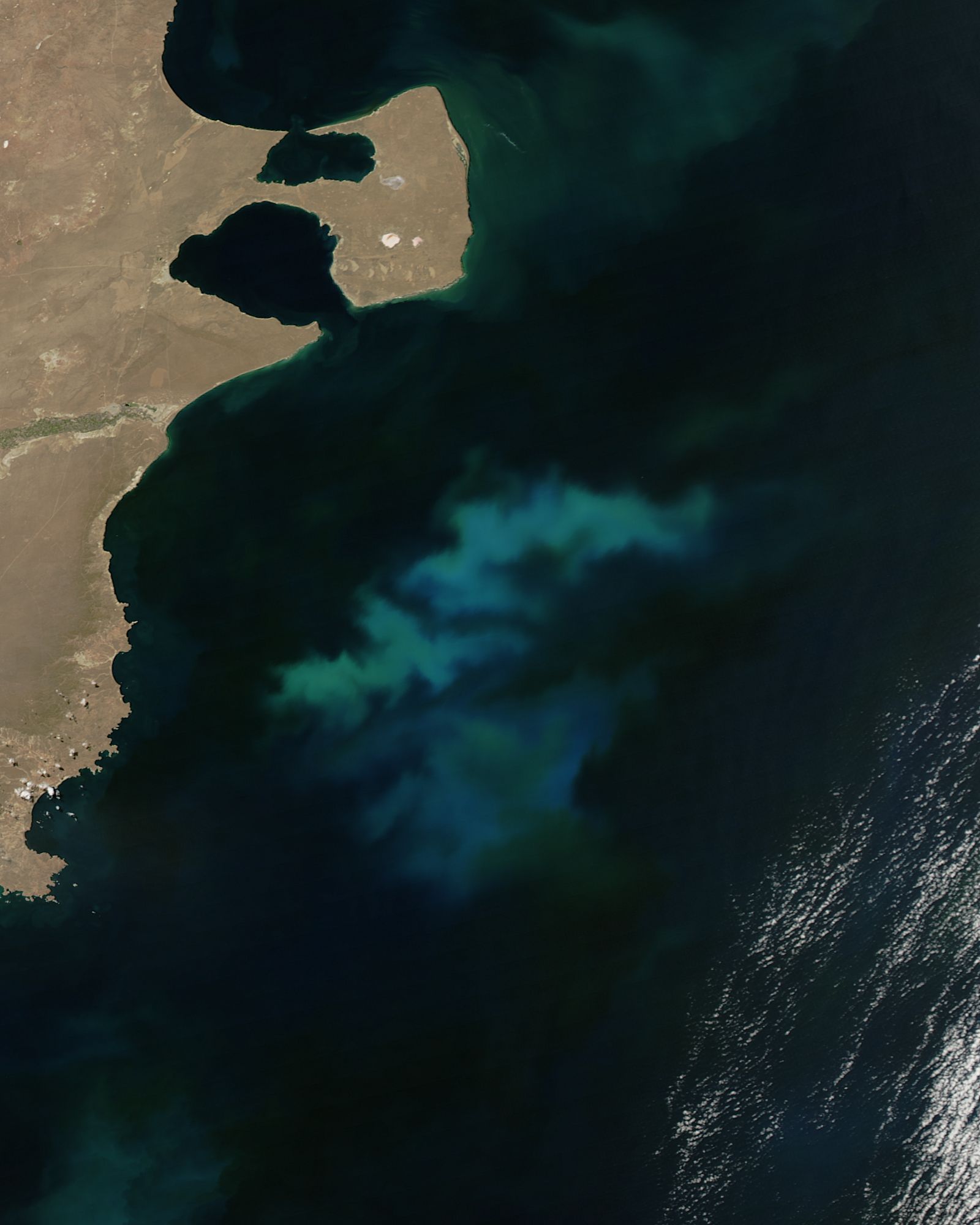 Phytoplankton bloom off Argentina - related image preview