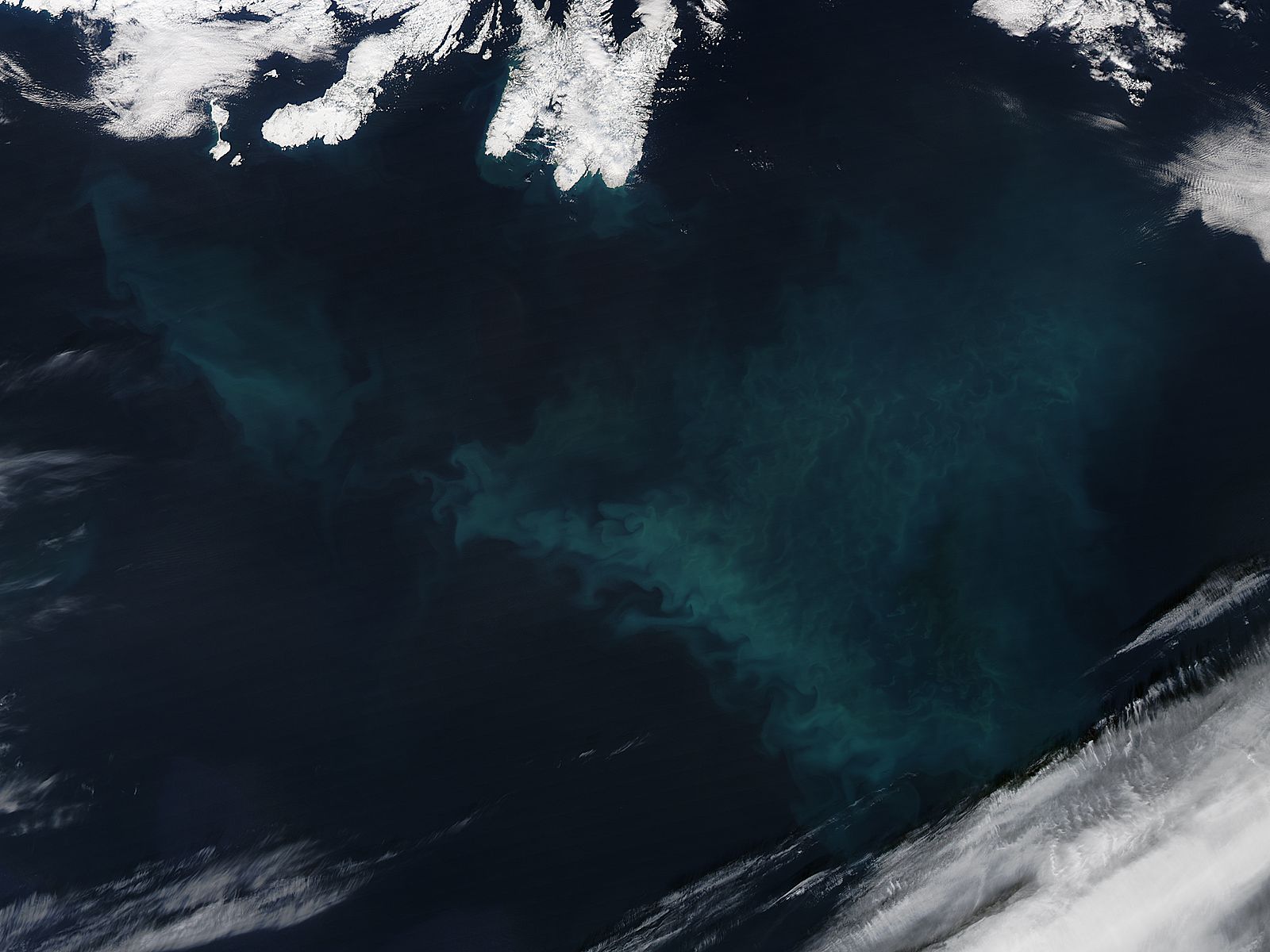 Phytoplankton bloom in the North Atlantic Ocean - related image preview