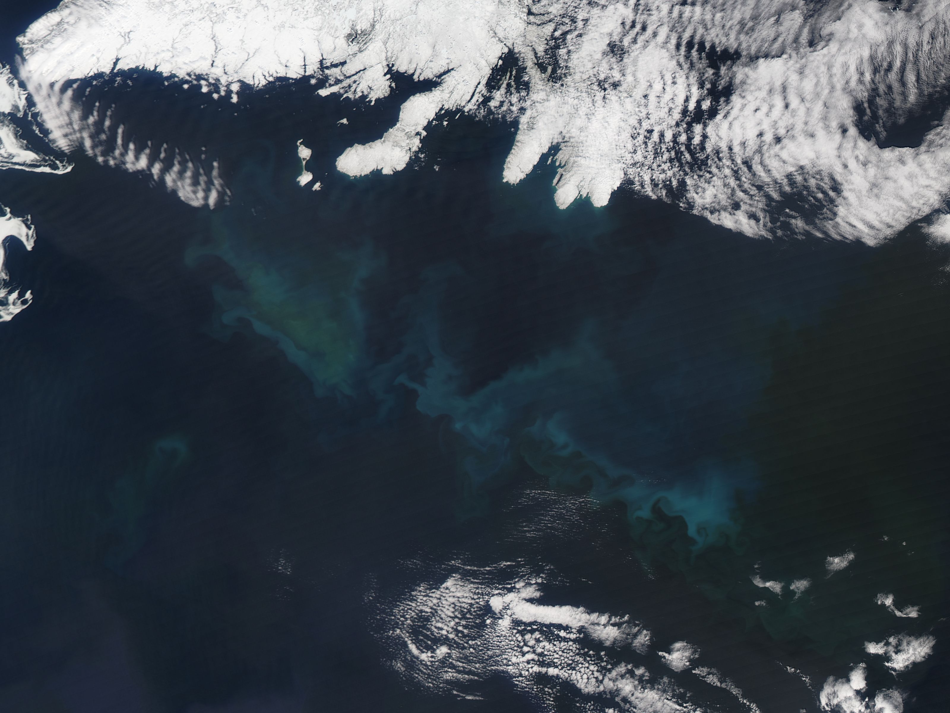 Phytoplankton bloom in the North Atlantic Ocean - related image preview