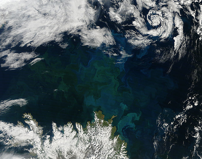 Phytoplankton bloom off Iceland - related image preview