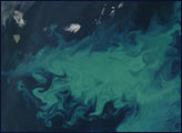 Phytoplankton Bloom Near Norway