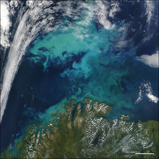 Phytoplankton Bloom Near Norway - related image preview