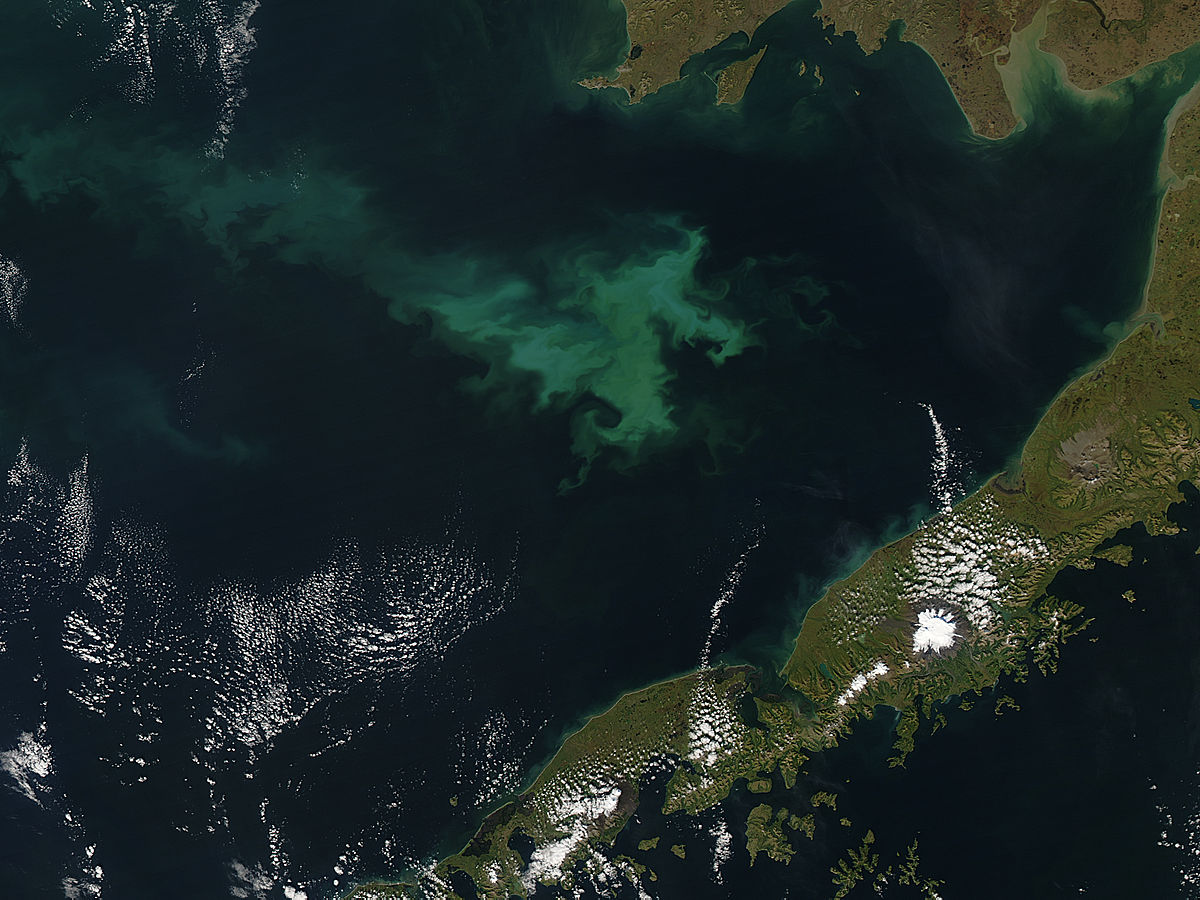 Phytoplankton bloom in Bristol Bay, Alaska - related image preview