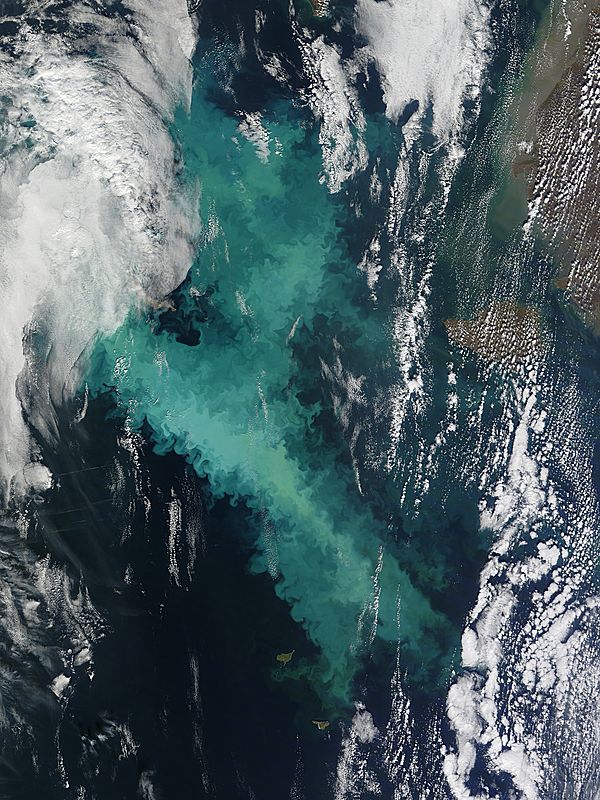 Phytoplankton bloom in the Bering Sea - related image preview