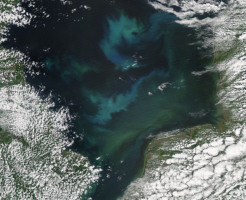 Phytoplankton bloom in the North Sea - related image preview