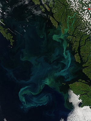 Phytoplankton bloom off British Columbia - related image preview
