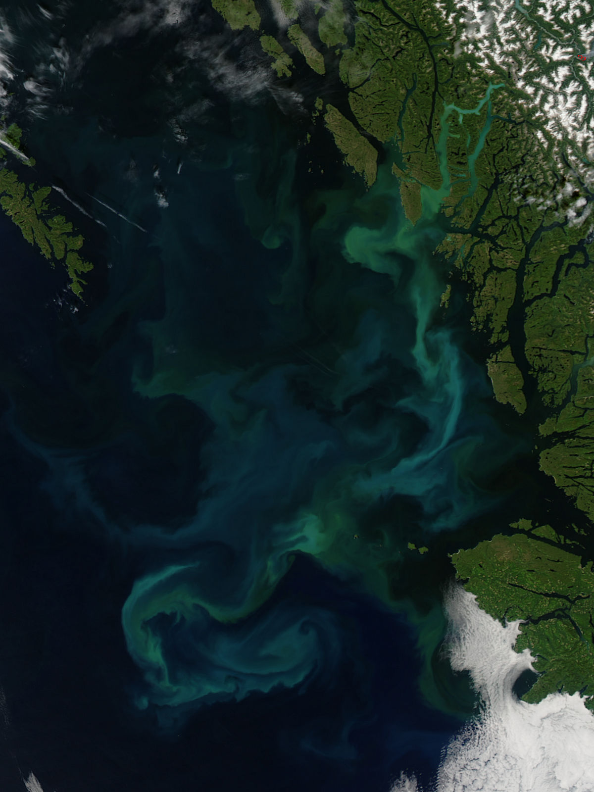 Phytoplankton bloom off British Columbia - related image preview