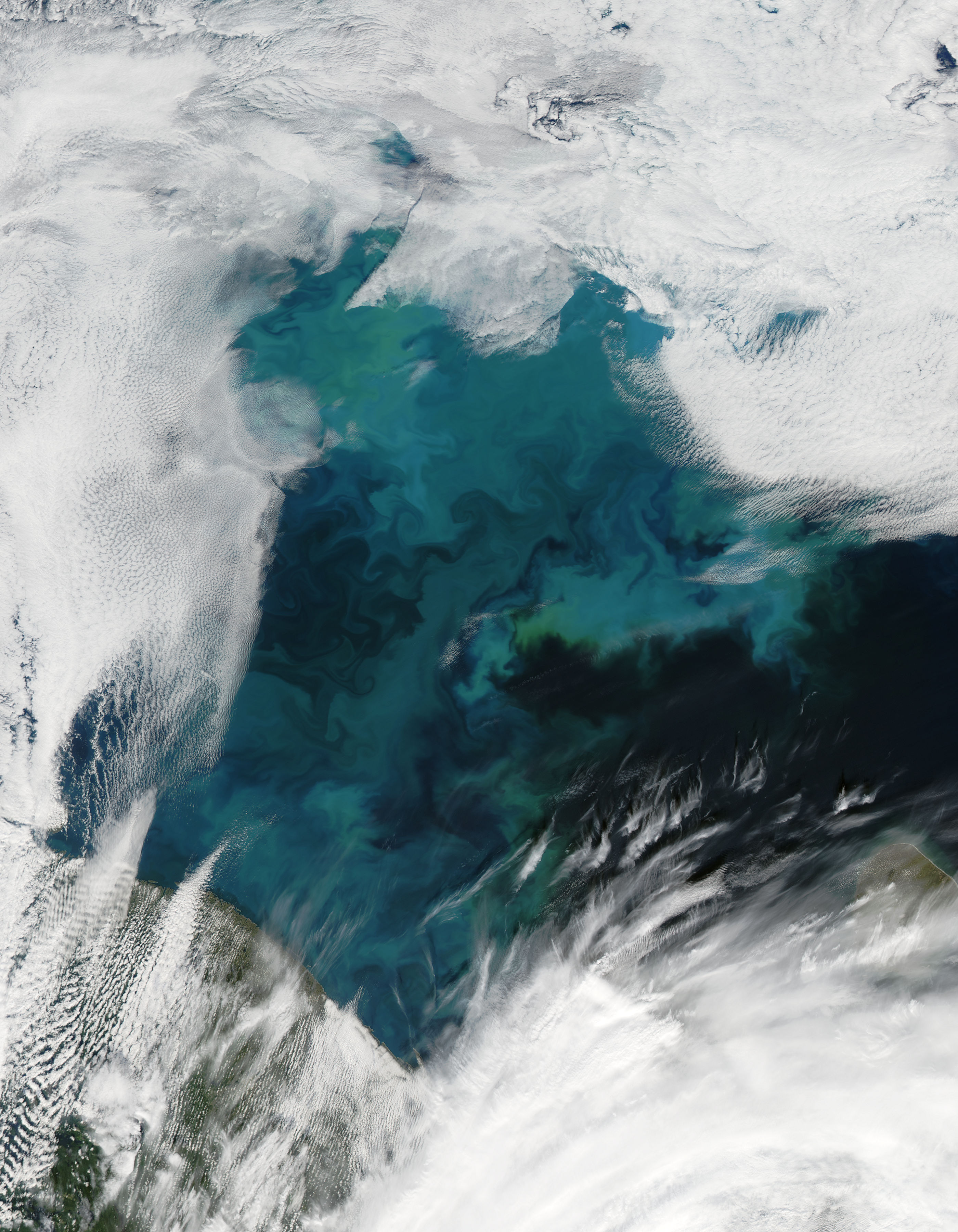 Phytoplankton bloom in the Barents Sea - related image preview