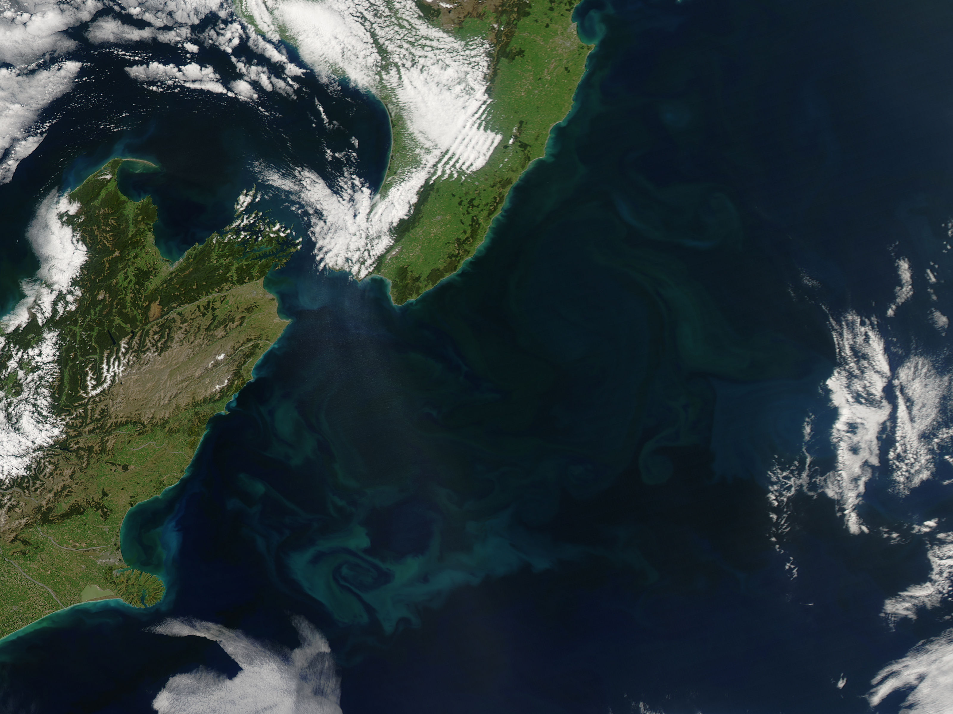 Phytoplankton bloom off New Zealand - related image preview