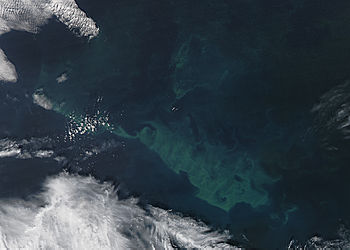 Phytoplankton bloom in the North Atlantic Ocean - related image preview