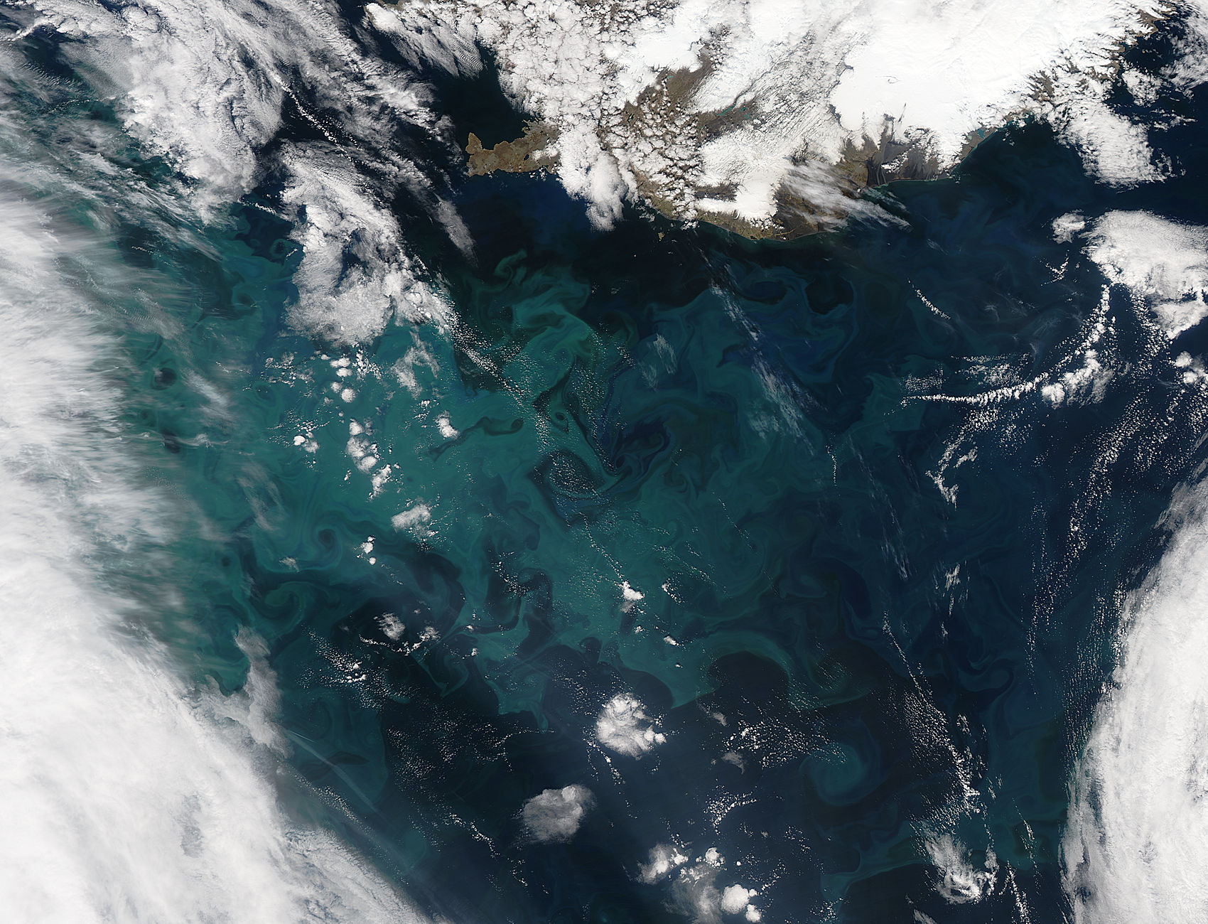 Phytoplankton bloom in the North Atlantic Ocean - related image preview