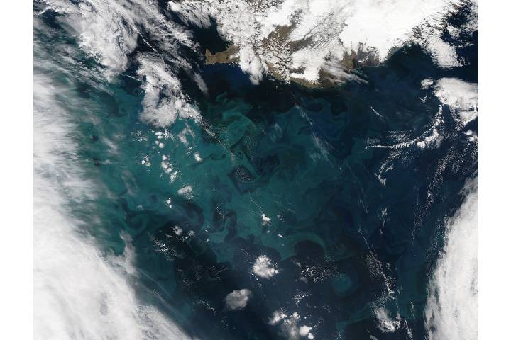 Phytoplankton Bloom In The North Atlantic Ocean