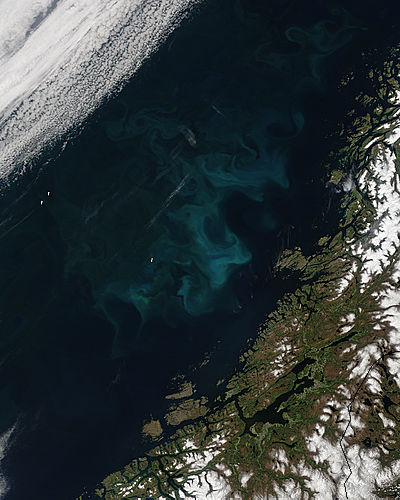 Phytoplankton bloom off Norway - related image preview