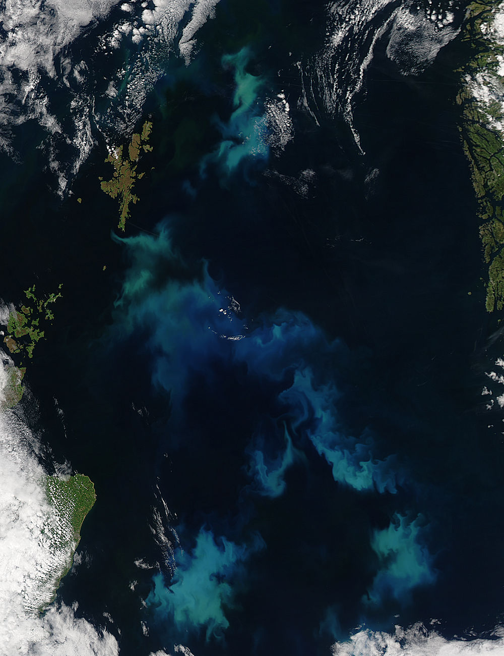 Phytoplankton blooms in the North Sea - related image preview