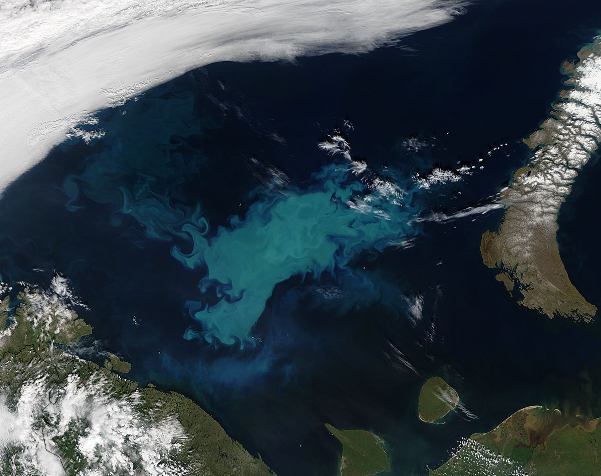 Phytoplankton bloom in the Barents Sea - related image preview