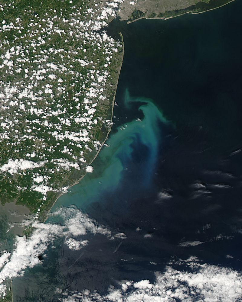 Phytoplankton bloom off New Jersey - related image preview