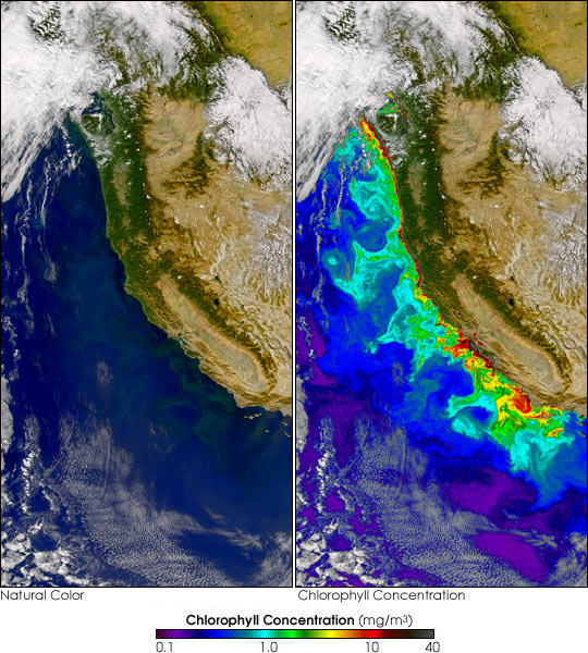 Chlorophyll Along U.S. West Coast - related image preview