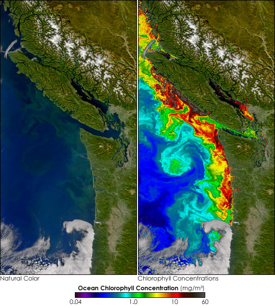 Toxic Algal Bloom off Washington - related image preview