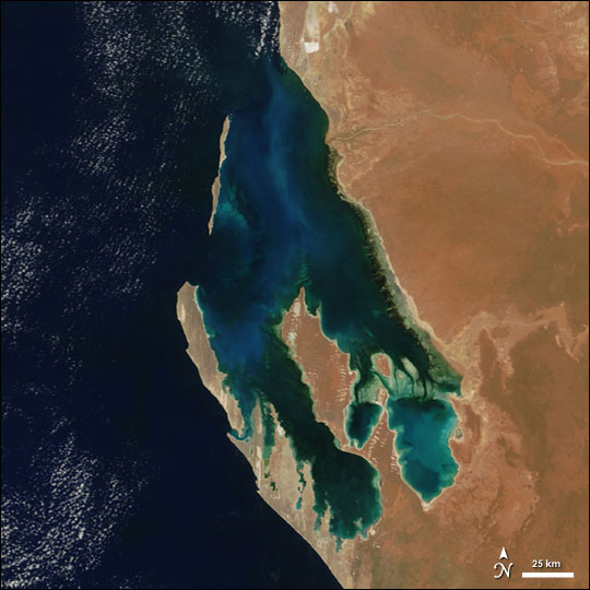 Phytoplankton in Shark Bay