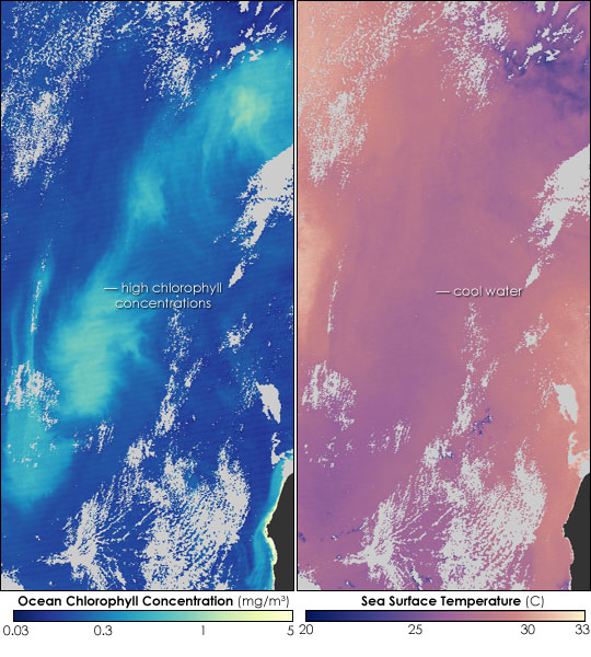 Ocean Blooms in the Wake of Cyclone Willy - related image preview