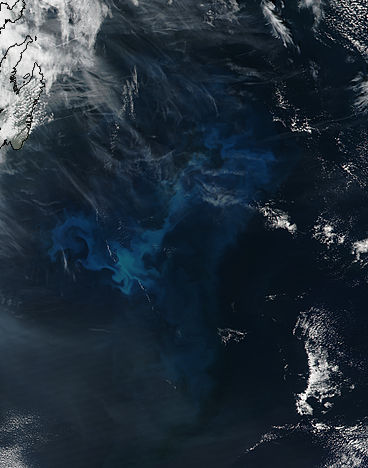 Phytoplankton bloom off Canada - related image preview
