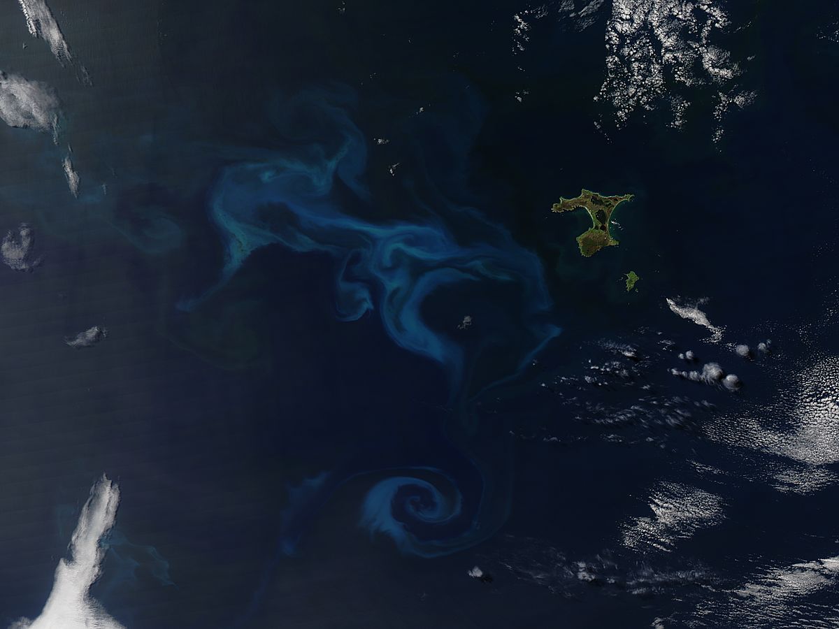 Phytoplankton bloom off Chatham Island, South Pacfic Ocean - related image preview
