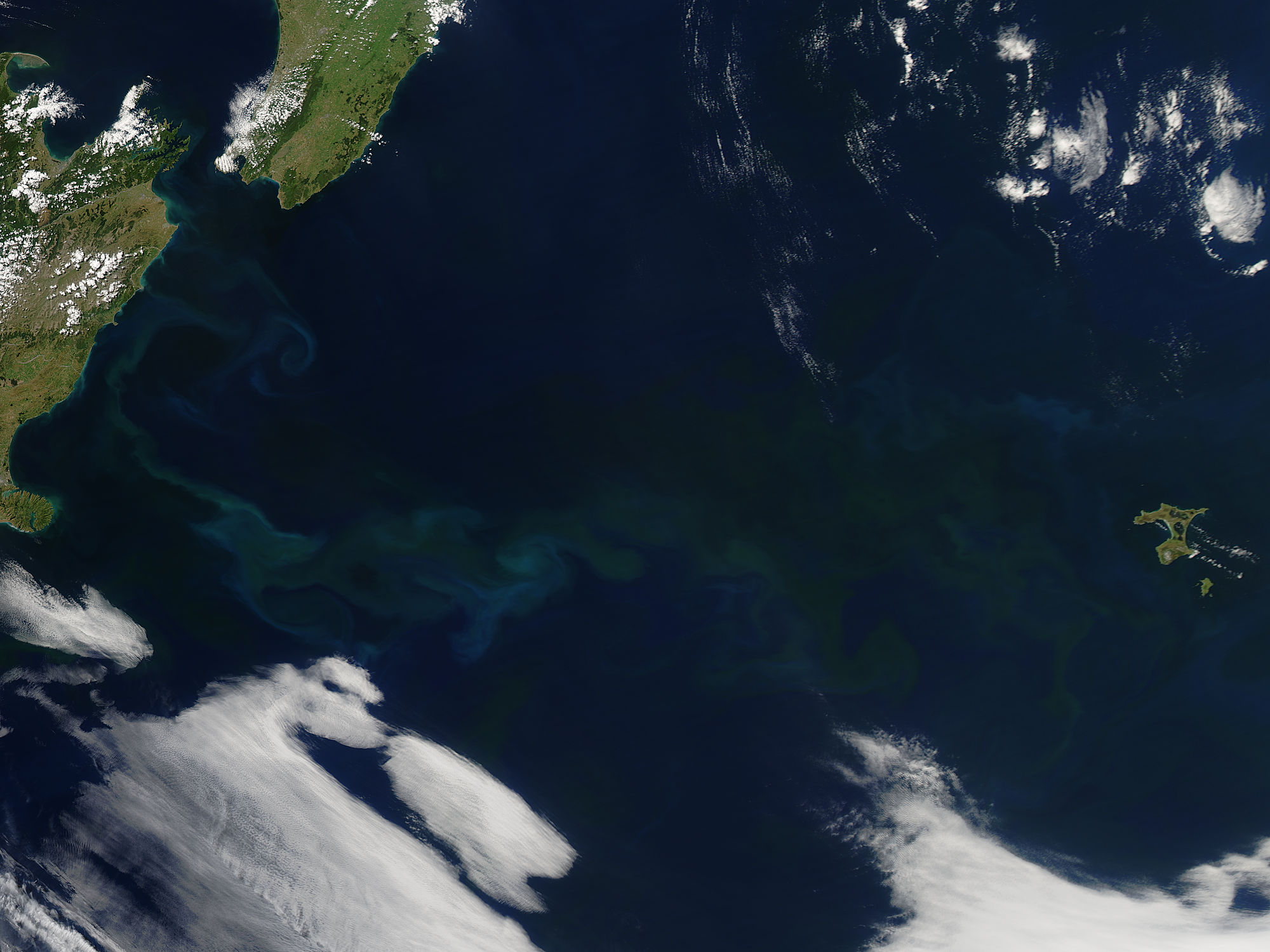 Phytoplankton bloom off New Zealand - related image preview