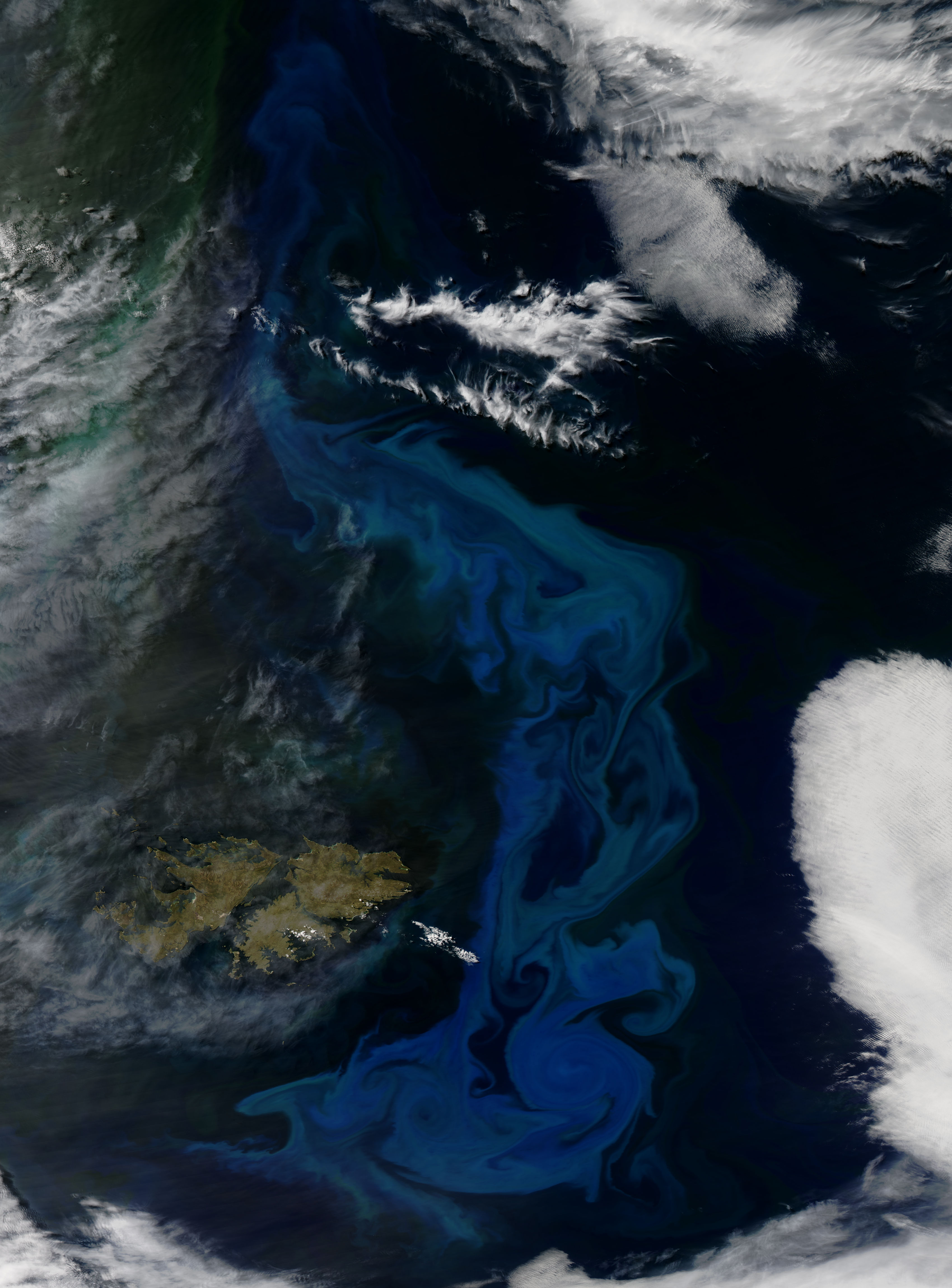 Phytoplankton bloom off the Falkland Islands - related image preview