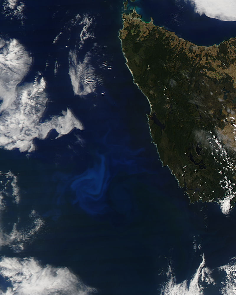 Phytoplankton bloom off Tasmania - related image preview