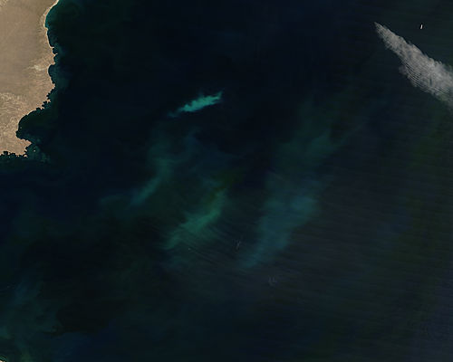 Phytoplankton bloom off Argentina - related image preview