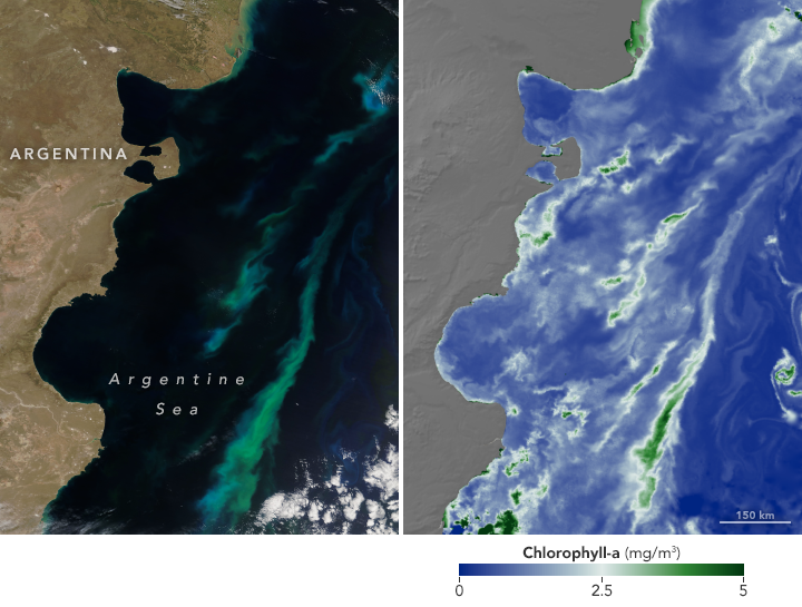 Summer Bloom in the Argentine Sea - related image preview