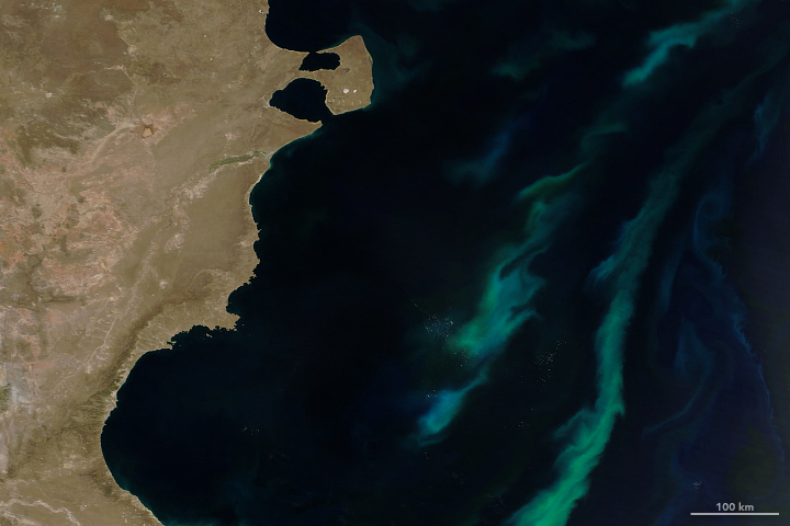 Summer Bloom in the Argentine Sea - related image preview