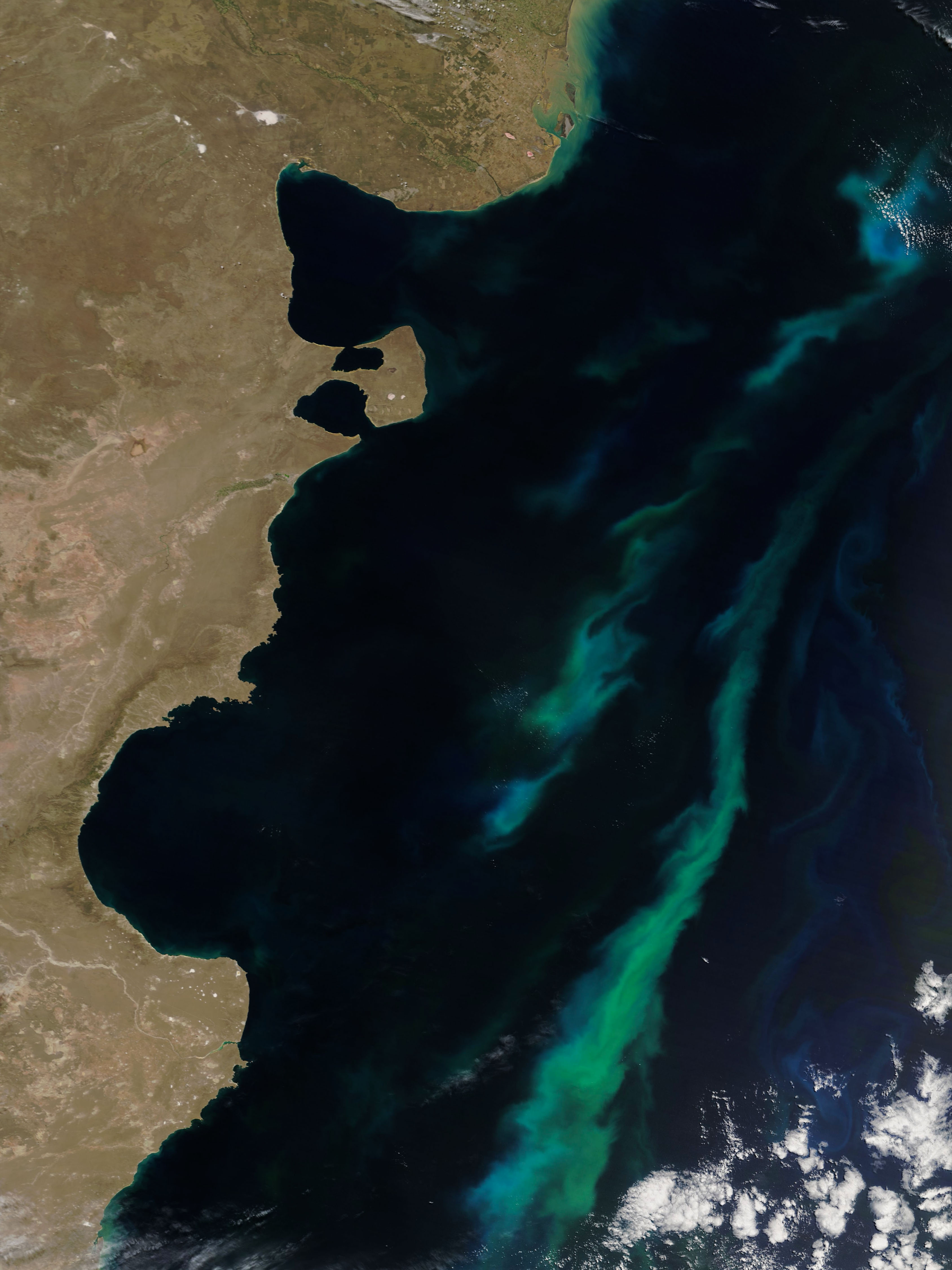 Summer Bloom in the Argentine Sea - related image preview