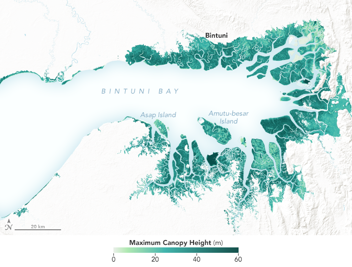 New Satellite-Based Maps of Mangrove Heights - related image preview