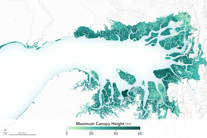 New Satellite-Based Maps of Mangrove Heights - related image preview