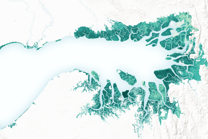 New Satellite-Based Maps of Mangrove Heights