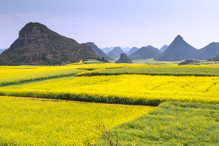 China’s Fields of Gold - related image preview