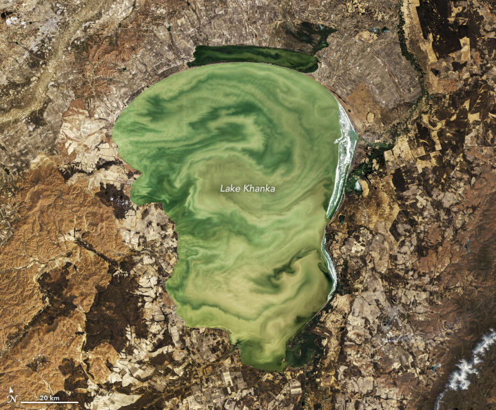 Eerie Green Swirls of Lake Khanka