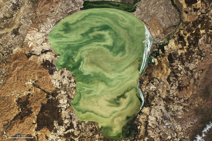 Eerie Green Swirls of Lake Khanka - related image preview