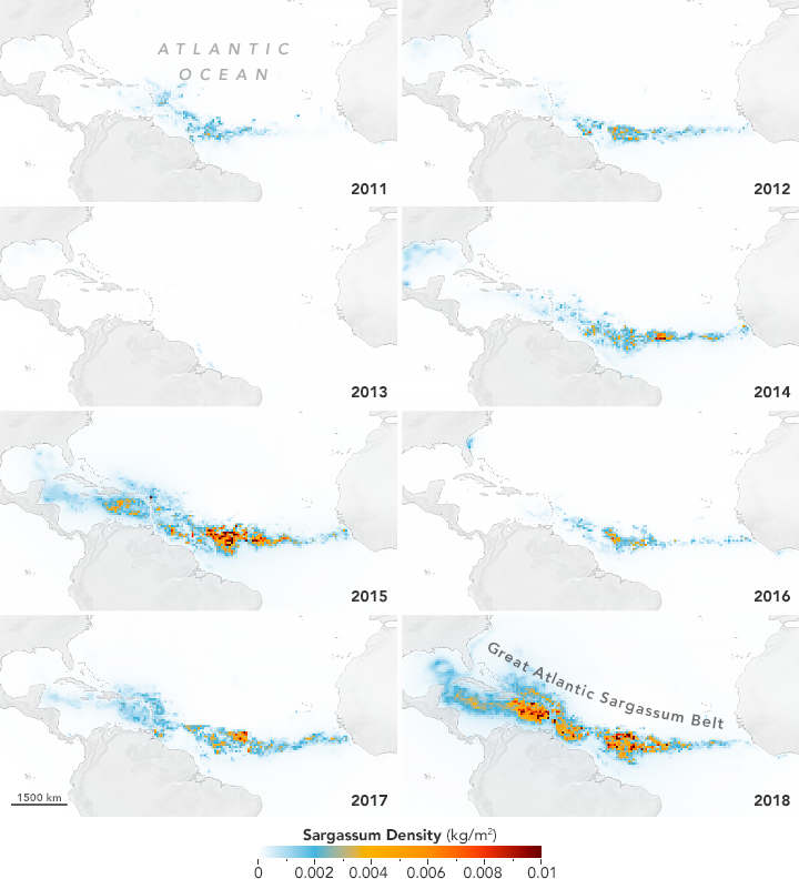 Scientists Discover the Biggest Seaweed Bloom in the World