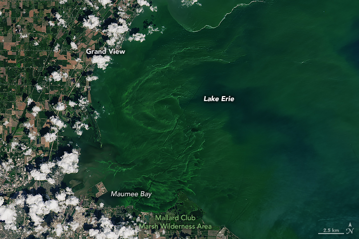 Eerie Blooms in Lake Erie