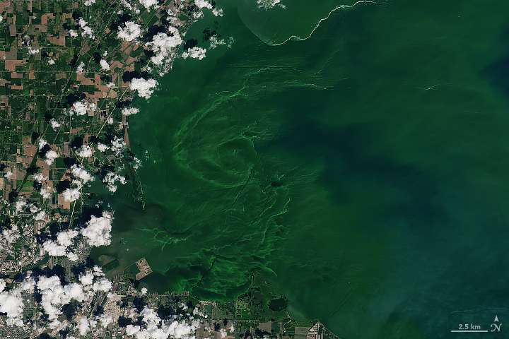 Eerie Blooms in Lake Erie - related image preview