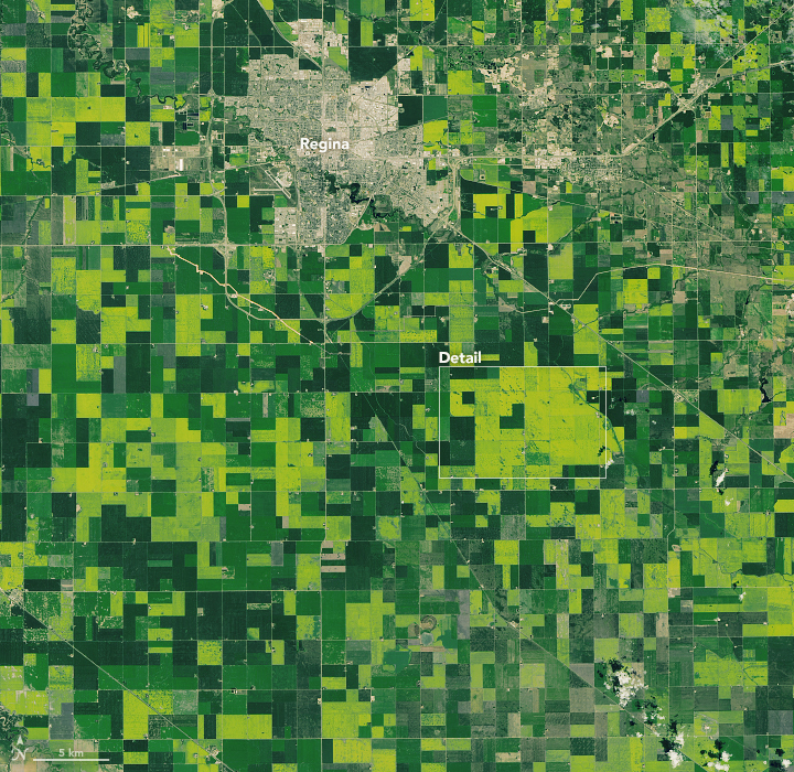 Canadian Canola Fields - related image preview